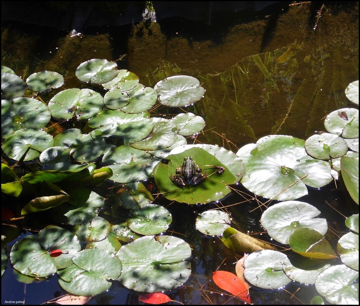 Grenouille2530ok