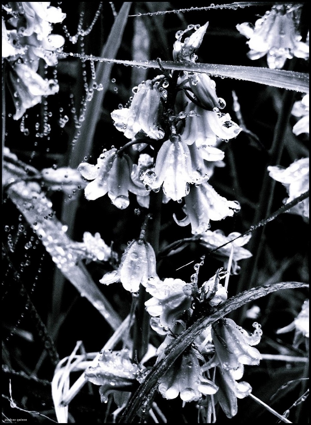Sous la rosée