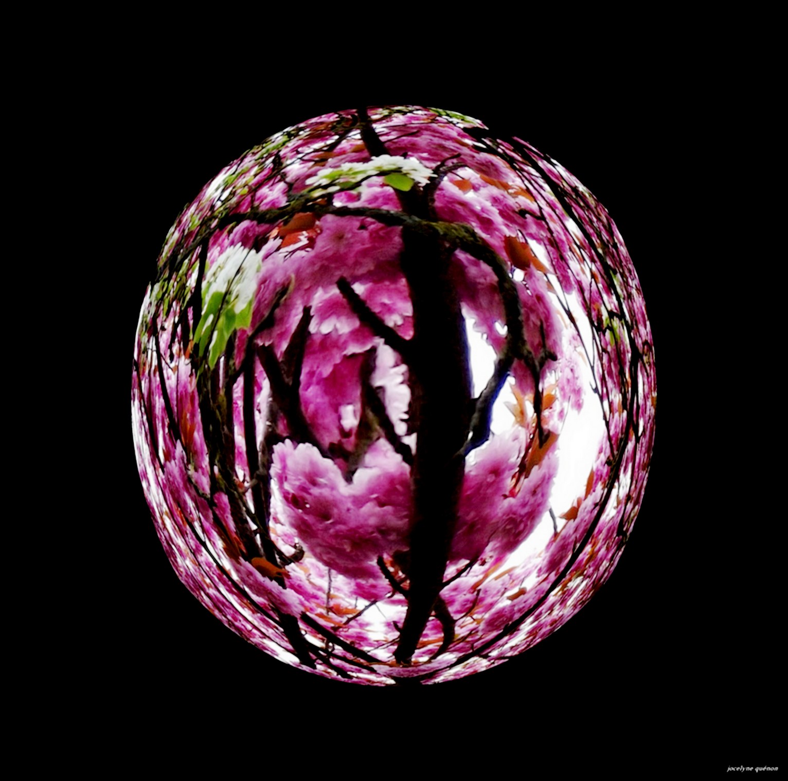 Perpetuelle marche pour la perdurance / Album 