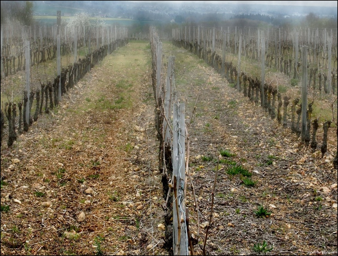 Vignes d'hiver (Loir et Cher)